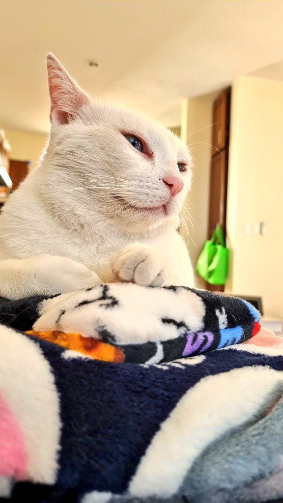 yamikva's tweet photo. Feliz con mi nueva almohadita que me regalaron. Michu 💙💚
#cute #CatsOfTwitter #CatsOnTwitter  #Cat #cats #catgirl #Khaomanee #Khao #Manee 💙💚 https://t.co/oNSUlAxiJP