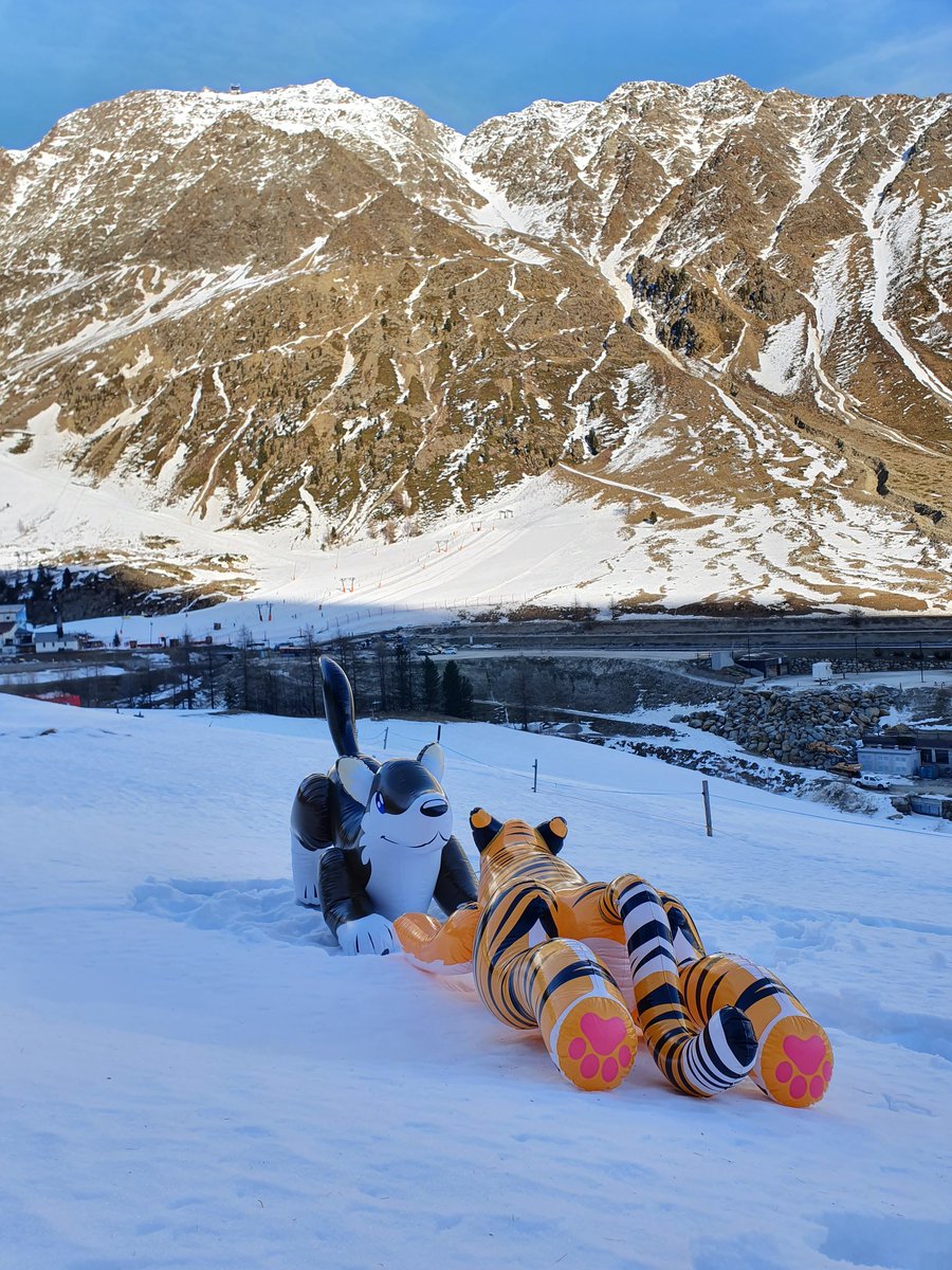 SavioWolf99's tweet photo. All three inflatables on the snow 💙🦘🐯🐺❄ 

@HorseplayToys 
@PuffyPawsToys
@InflateThemAll 

#inflatable https://t.co/u4j1zTKG34