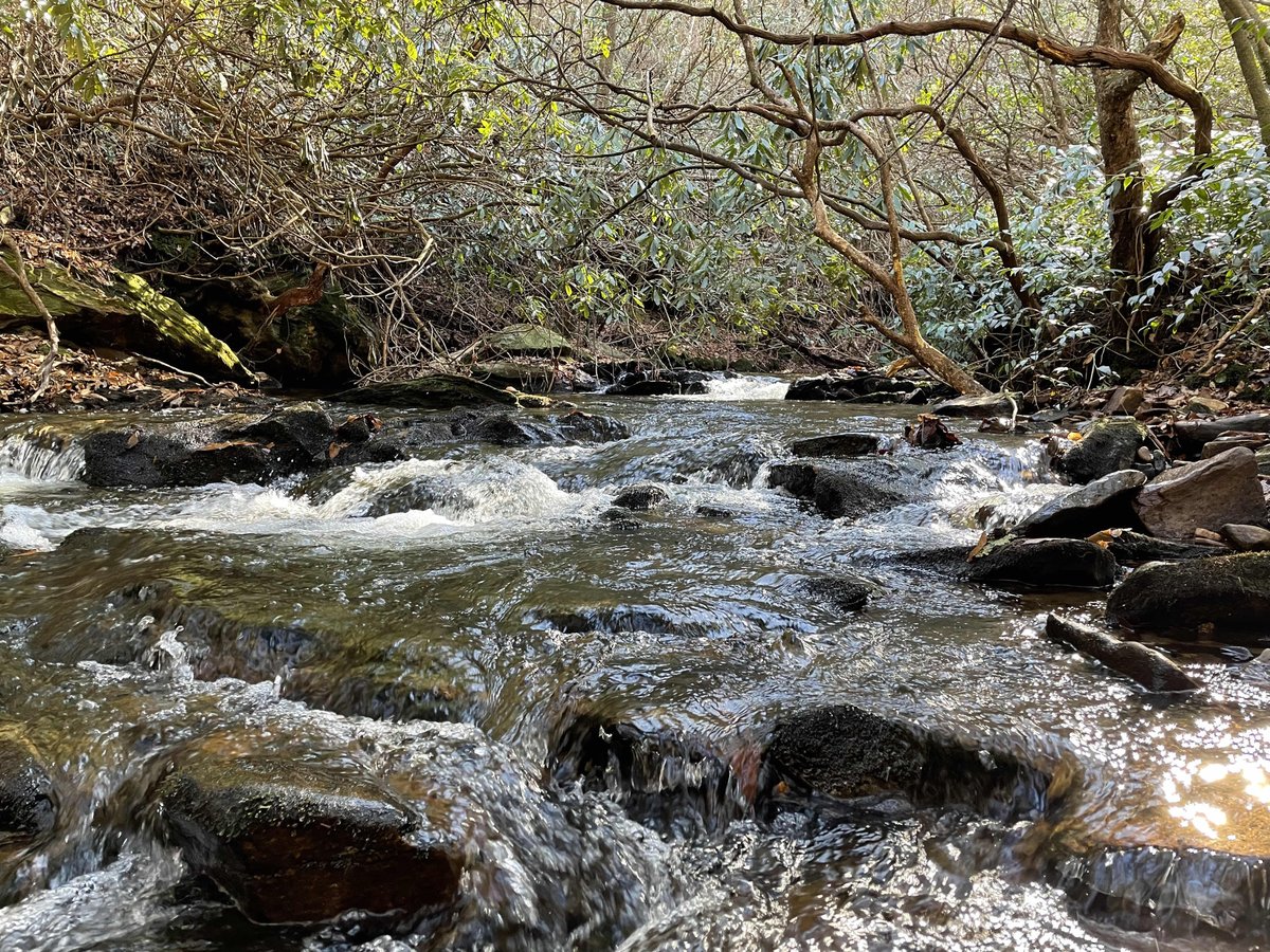 SCDNR's tweet photo. Watson-Cooper Heritage Preserve in Greenville County features two native brook trout steams, Julian Creek and Matthews Creek. The 1,708 acre preserve is also home to the Appalachian cotton tail, eastern woodrats, star-nosed moles, and back-nosed dace. #VisitSCDNR #ScenicSaturday https://t.co/OGloAHj0QZ