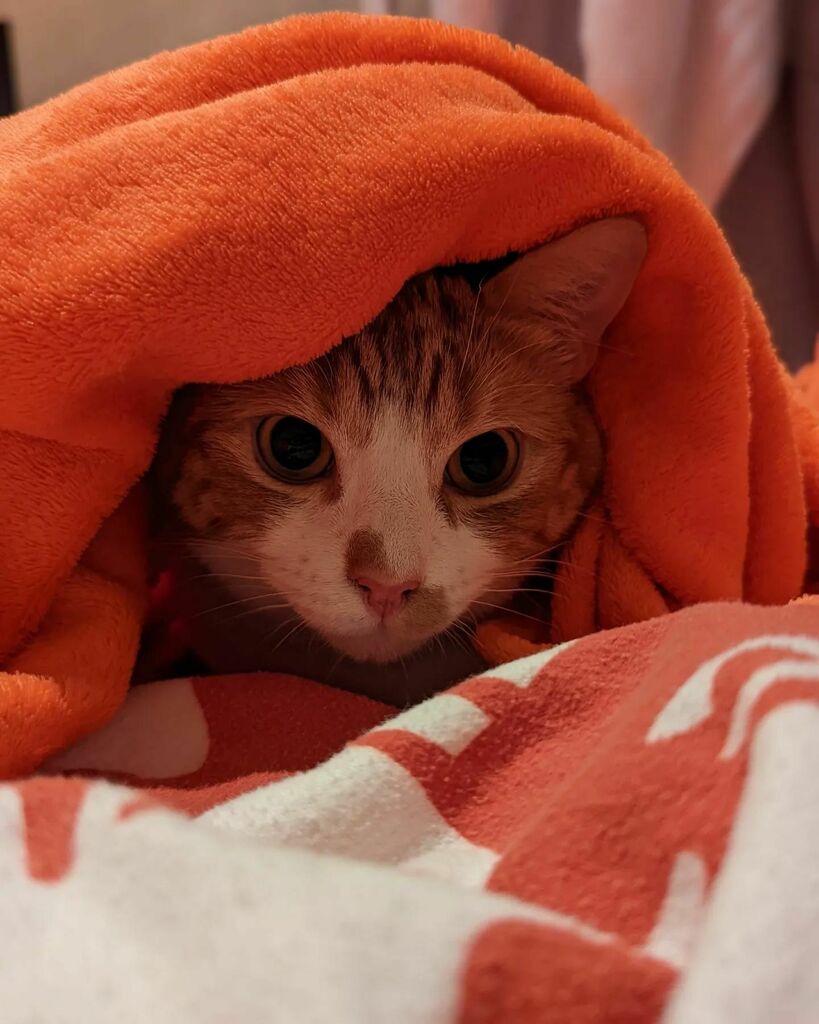 ArchieAndScout's tweet photo. He'll tell your fortune in return for some tuna 

#cats #catsofinstagram #catstagram #instagram #catlovers #catlover #catlife #instacat #kittens #kitten #kitty #catoftheday #cute #pet #animals #petsofinstagram #adoptdontshop #kittensofinstagram #cutecats  #kittensoftwitter #… https://t.co/f8f7H2V60I