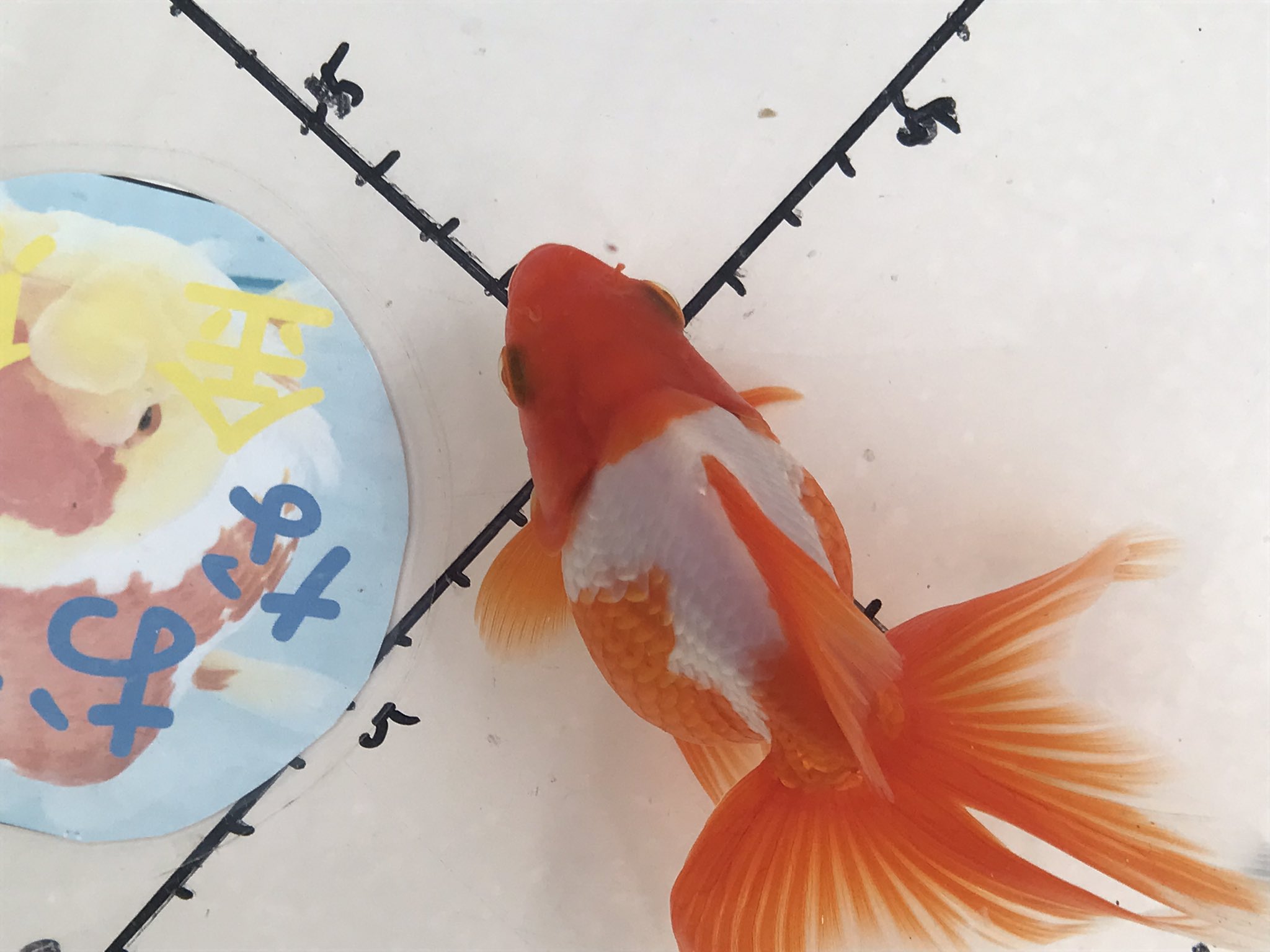 なおちん金魚 明二才 更紗琉金 ハウス内にて 飼育中 T Co Pzo2jbkjge Twitter