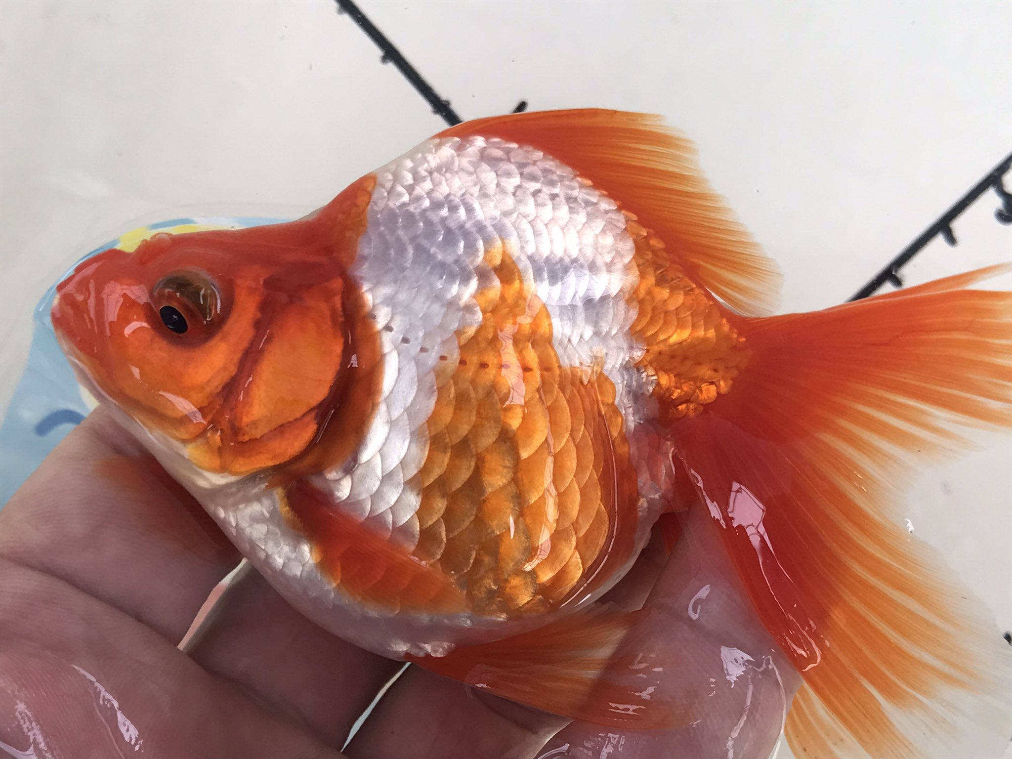 なおちん金魚 明二才 更紗琉金 ハウス内にて 飼育中 T Co Pzo2jbkjge Twitter