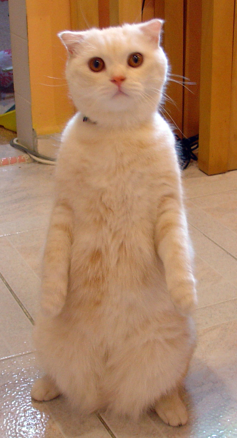 Кот Мем