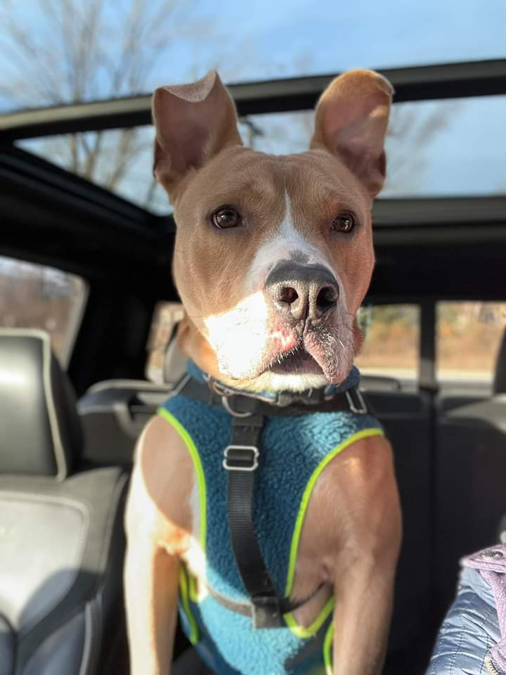 KarenSConniff's tweet photo. #Kavon #CLE #OH #ADOPT. #FOSTER Kavon is a very sweet, well-mannered, fun loving two year old guy! He listens well, loves people and belly rubs are his favorite.
With other dogs in playgroup, he's playful and social.
Email https://t.co/meXjJF3wcI. https://t.co/fp5UpI5CBq
