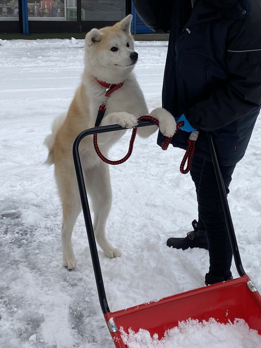 雪かきしてくれる看板犬 店番から配達までなんでもこなす働き者ワンちゃんが人気 ブリーダーナビ