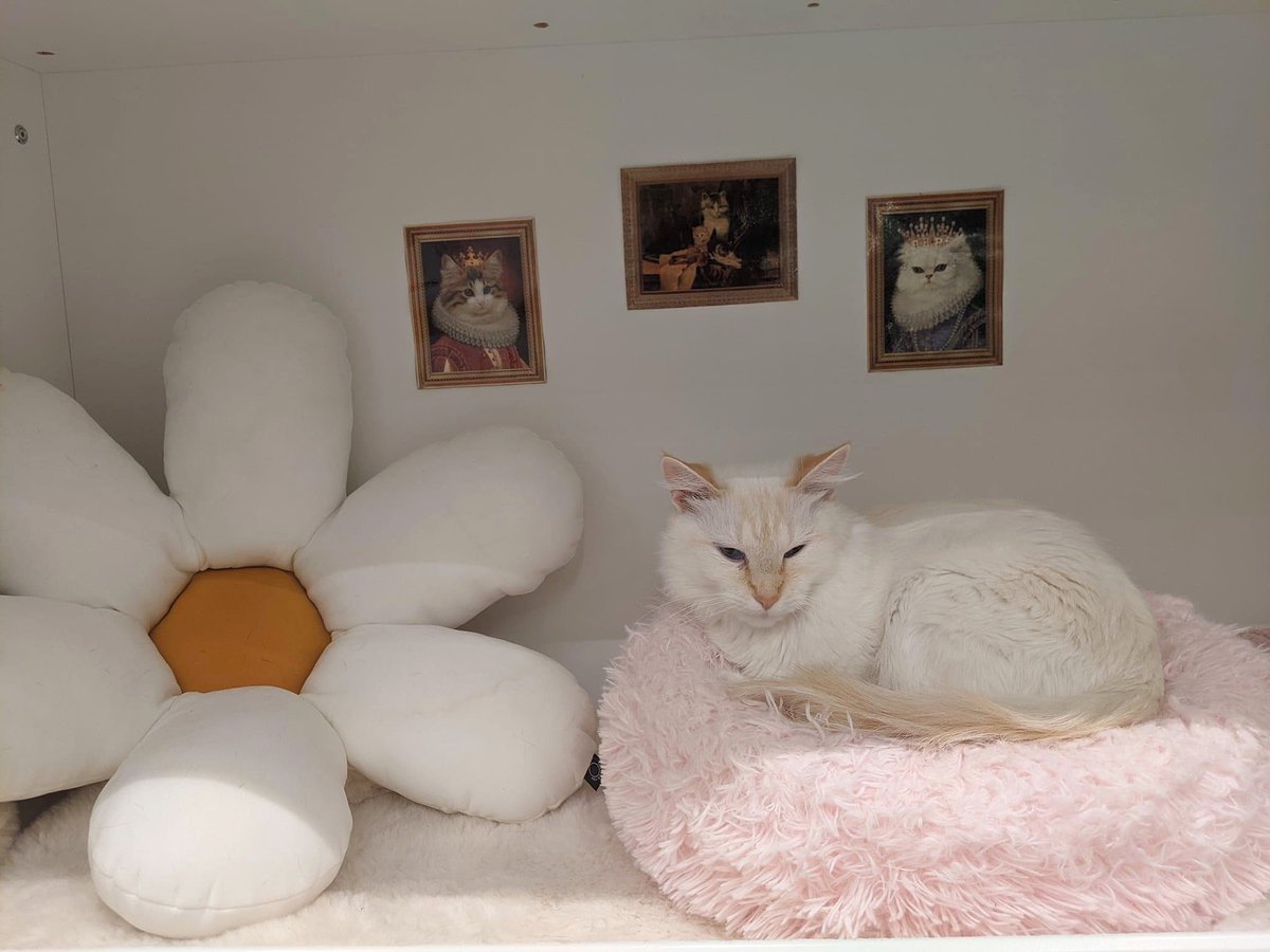 Welcome to cat home! #yyc