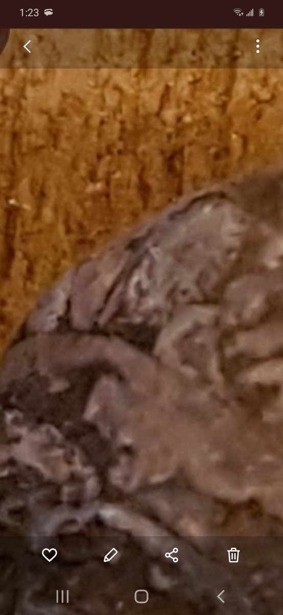 RichardMagill2's tweet image. I'm not a ufoologist, I'm the personal documentarian of ets. While you all were talking about ets, I was partying with them. They're really into arts and crafts.

#alienfish
#alienselfie
#realuappic

A free doc:
youtu.be/QM94yj770TI