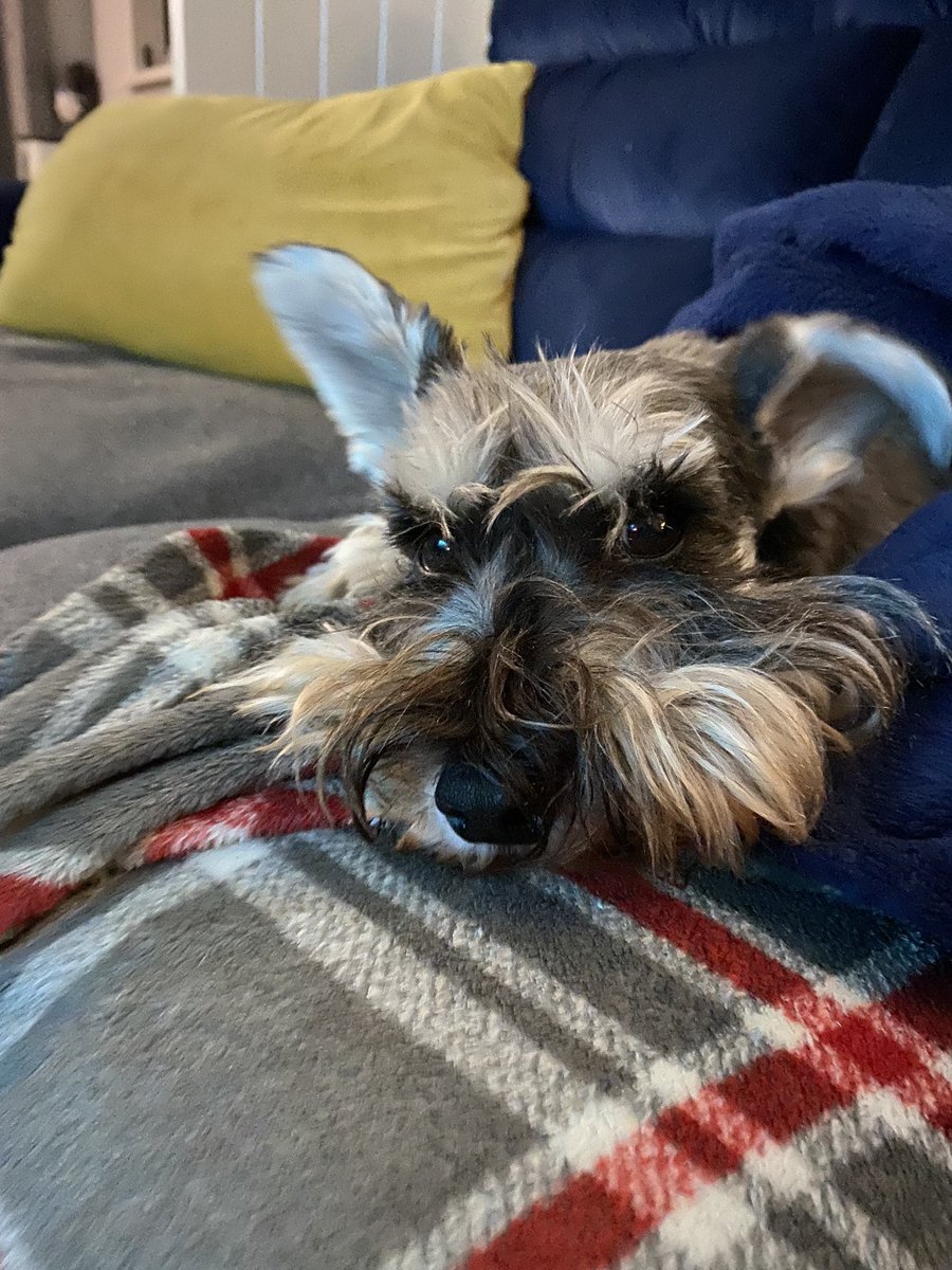 Snug as a bug in a rug #alfie