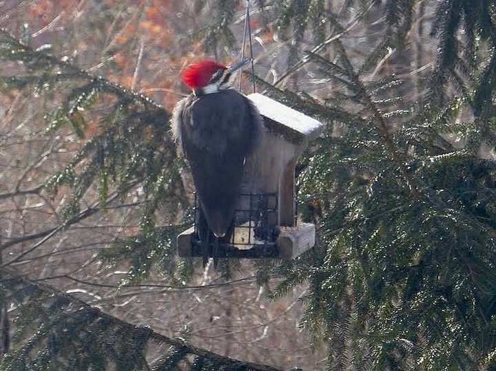Morning visitor on our woodpecker feeder 
#backyardbirds #pileatedwoodpecker #woodpecker #birdwatching #birdfeeder #staywarm instagr.am/p/CYxNo4Iu7cR/