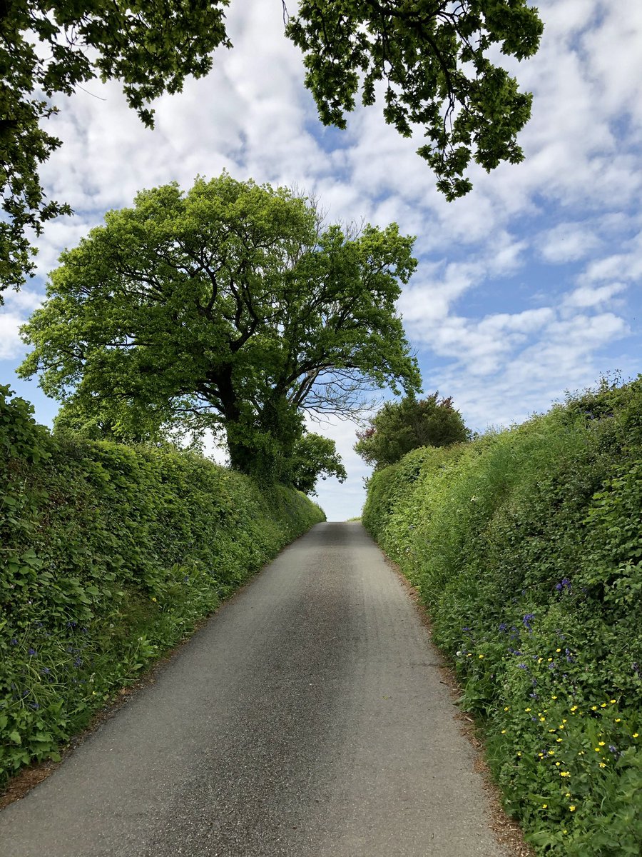 loulouscorpio's tweet photo. Today’s #DailyTree is in a beautiful #DevonLanes in #Buckfastleigh & was photographed many times in different weather through 2020 & the first #COVID19 lockdown during our daily walks 👣 https://t.co/KorHo2gSif