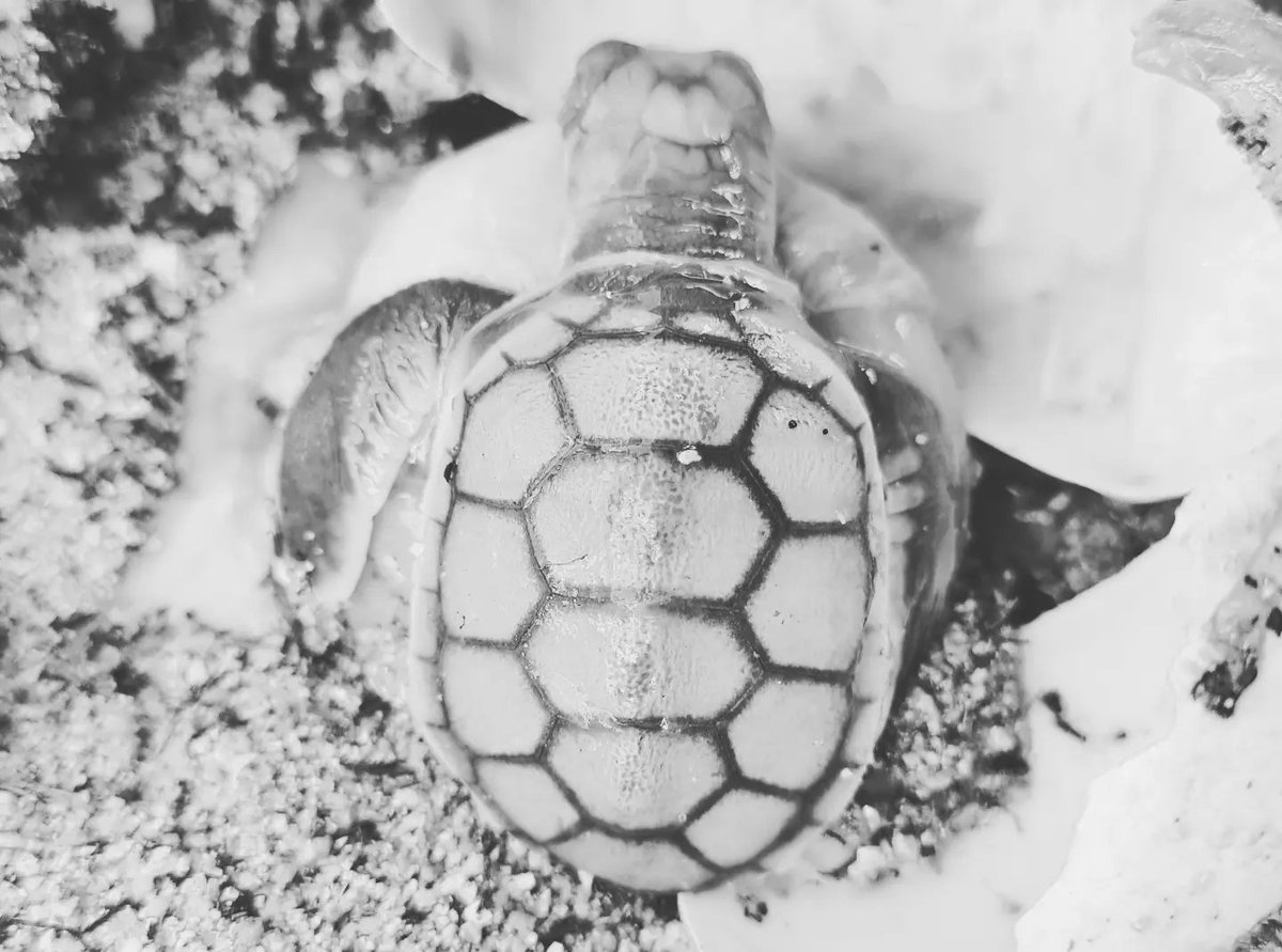SeaSnakeBlanche's tweet photo. Our 1st shaded nest on #Yunbenun hatched with success!
Total of 54 eggs:
-44 hatched
-2 small, poorly formed
-6 unfertilised
-2 that ceased development, with soft yolks suggesting heat may not have been the cause of death.
#turtle #natatordepressus #flatbackturtle #turtlenesting https://t.co/wCL7l0dIoL