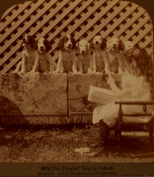 wikivictorian's tweet image. “The Puppies’ Singing School”. Photographed in 1903.