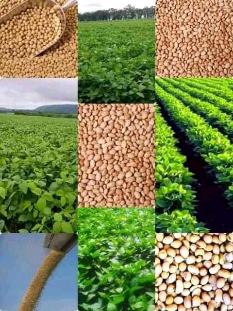 benjamin_export's tweet image. We&apos;re available every 24/7 contact us for your soyabeans, we can meet up your demands