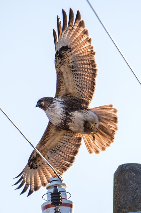電柱の下でうろうろしてすみません 