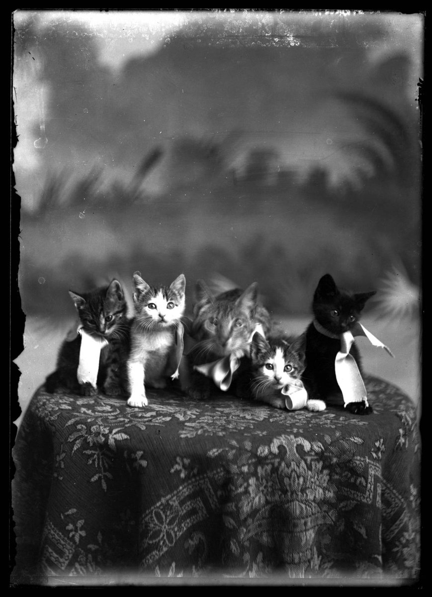 wikivictorian's tweet image. Studio portrait of five kittens on a pedestal, probably taken in Compton’s Photo Studio in Brigham City, Utah. Photographed between 1895 and 1925. Utah State University, Merrill-Cazier Library, Special Collections and Archives, via Mountain West Digital Library.