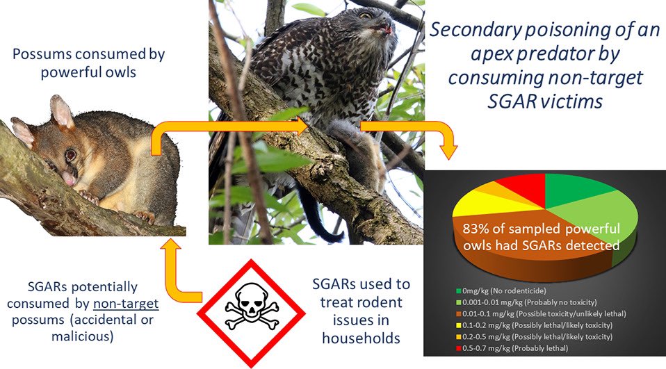 John White Wildlife tweet media
