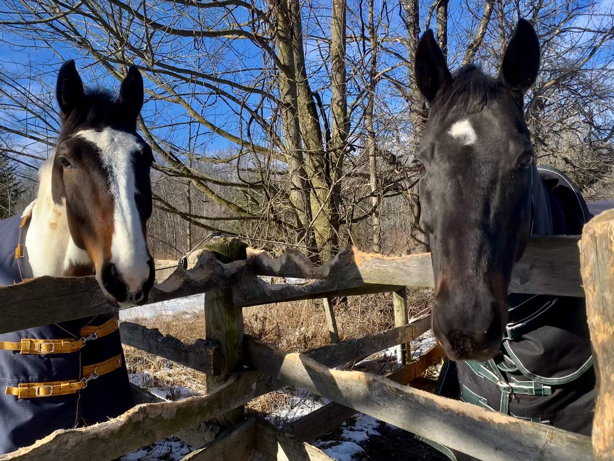 Tristinroos's tweet photo. Fingers crossed that harvs gets a new friend this week!! 🤞🏻🤞🏻🤞🏻 https://t.co/sYUDP288G3
