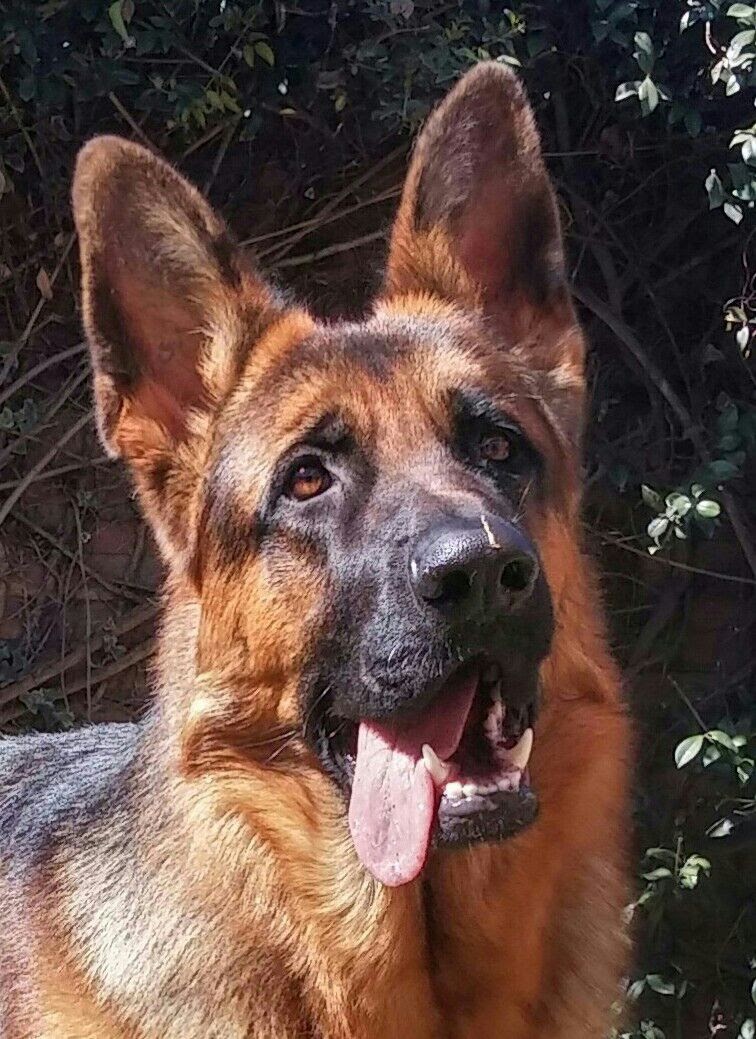 Clon_47's tweet photo. Gracias a todos por sus mensajes, mi negro no pasó la cirugía pero ta está corriendo libre para siempre 🐶💞 https://t.co/pnDBBjg5NL