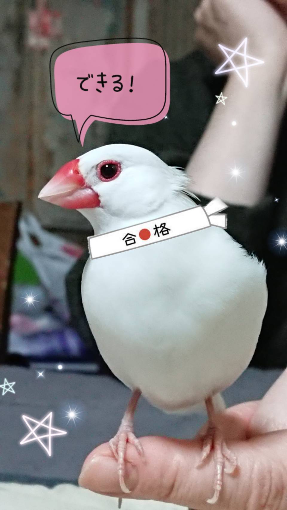 どなちゃん様 専用 www.cubatargets.com