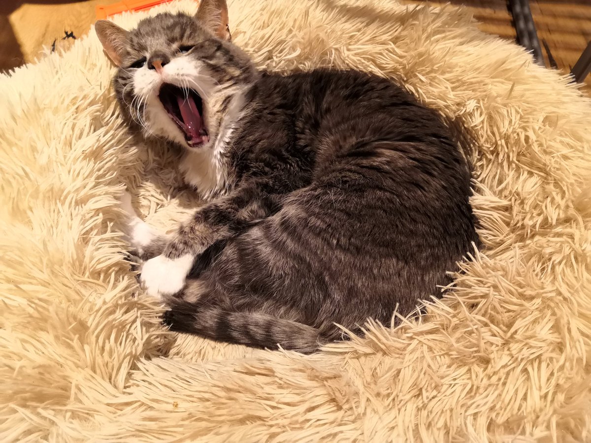 PericlesCat's tweet photo. Yawn https://t.co/bm9sT2dowj