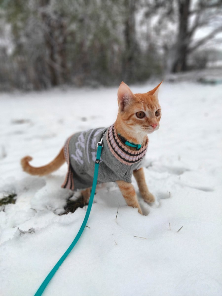 GingerRaign's tweet photo. Raign and gingers first snow. They loved it ❄️♥️ https://t.co/NeTvXpNUrK