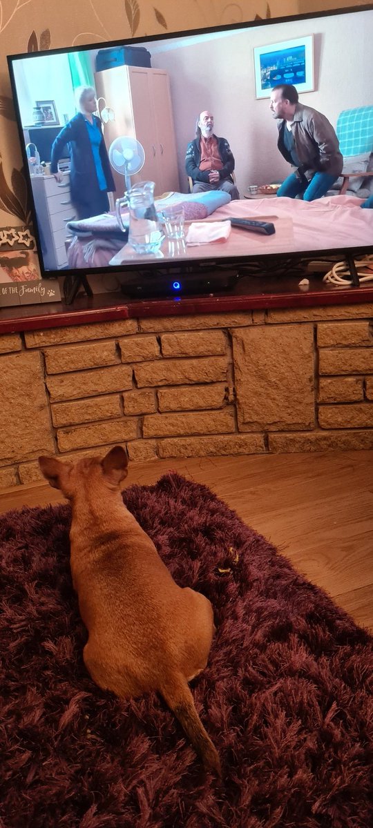 hells211's tweet photo. Even Penny Lane loved it. #AfterLife3 @netflix @rickygervais https://t.co/Q8mqgTwJVx
