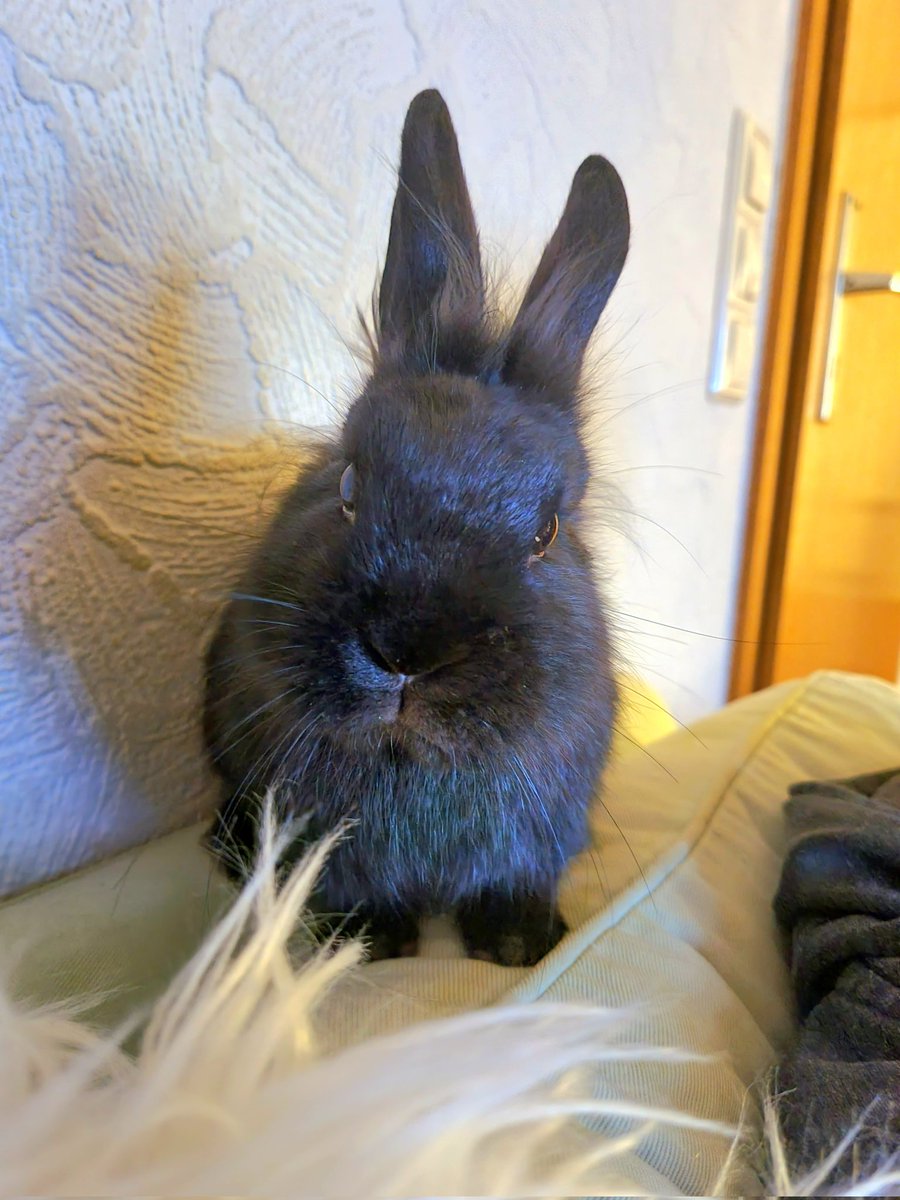 carmi_vampira's tweet image. Tony les desea una buena noche! 🐰❤#conejitos #gotico