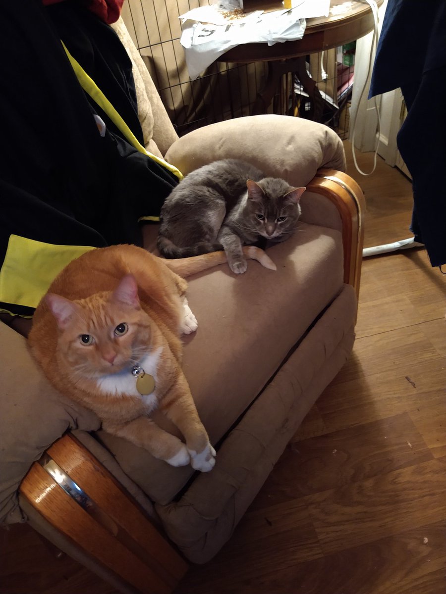 InInterAcies's tweet photo. @IvyTheCalico Hi Ivy! Cornelius says hi! And Lili has captured his tail. https://t.co/LXCDw8E6kw