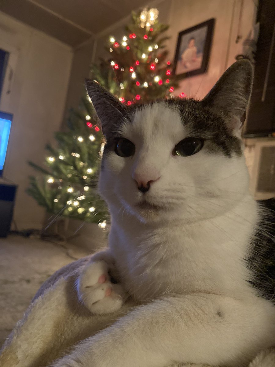 m0llyr0x's tweet photo. molly a few days before christmas <33 #Throwback #christmascat https://t.co/VvR6XoVtvO