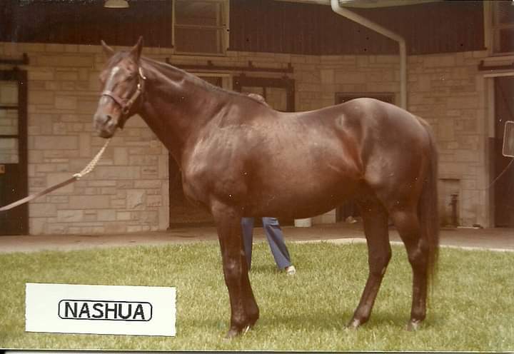 HORSERACING1002's tweet photo. Some great horses at @spendthriftfarm earlier 80s #Caro #Nashua #SeattleSlew #JOTobin
📷Horseracing 100 https://t.co/k44ldksRaz