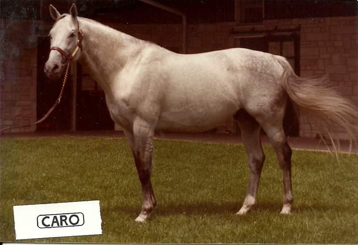 HORSERACING1002's tweet photo. Some great horses at @spendthriftfarm earlier 80s #Caro #Nashua #SeattleSlew #JOTobin
📷Horseracing 100 https://t.co/k44ldksRaz