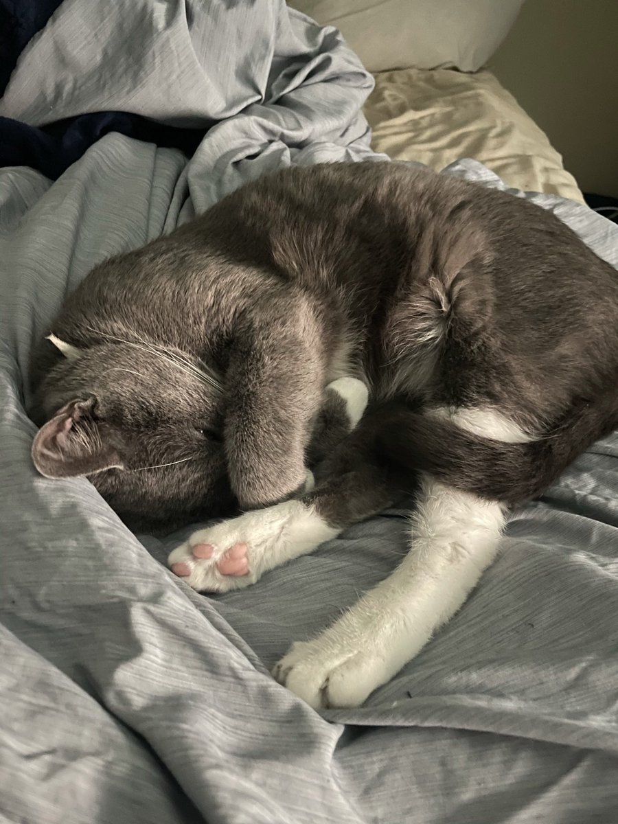 God_Damit_Bobby's tweet photo. my cat sophie got out tonight!! if anyone says him please contact me. i don’t know have much but i’ll play whatever i can to whoever finds him. he got out around the venue complex on bernard street https://t.co/de2gNDz3IL
