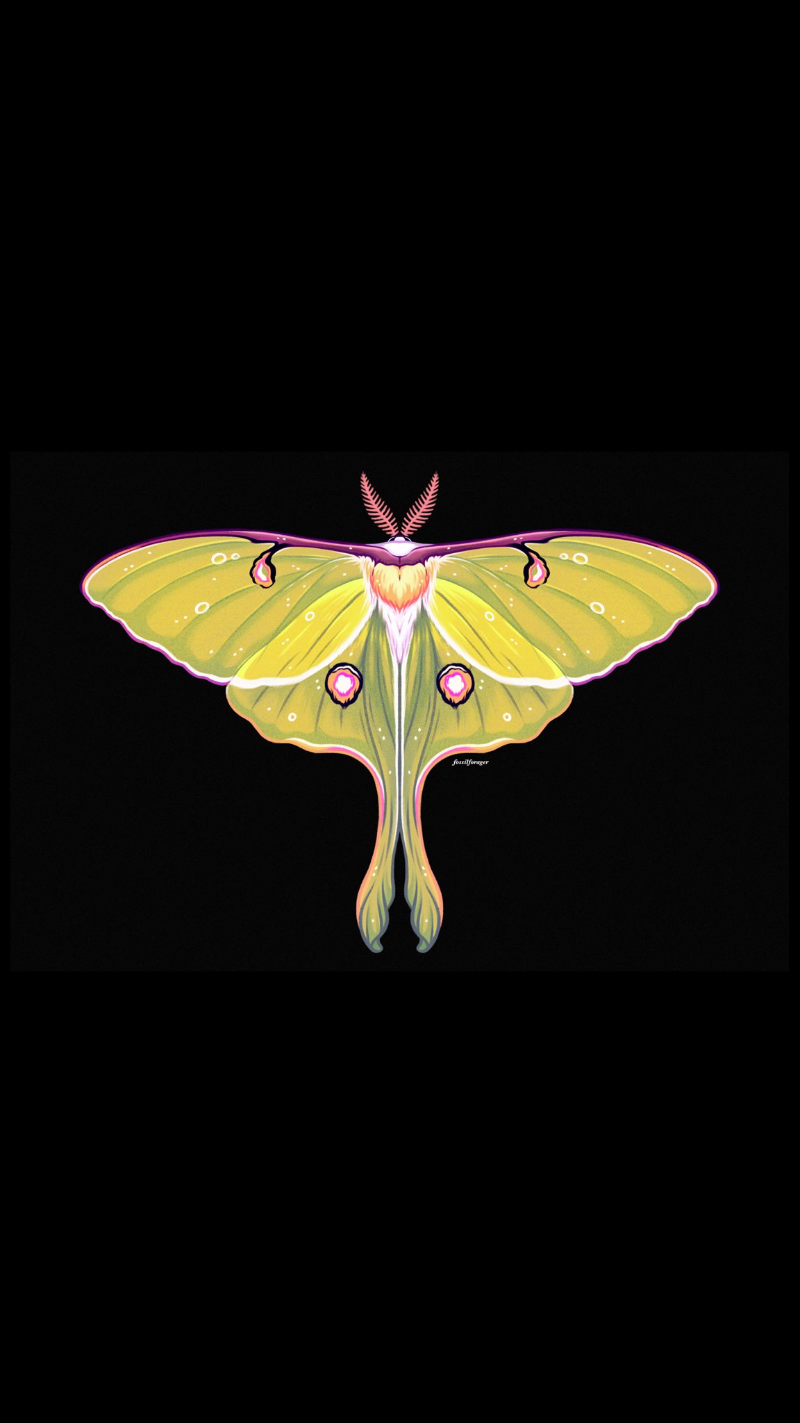 Green Luna Moth by ThuyHaBich