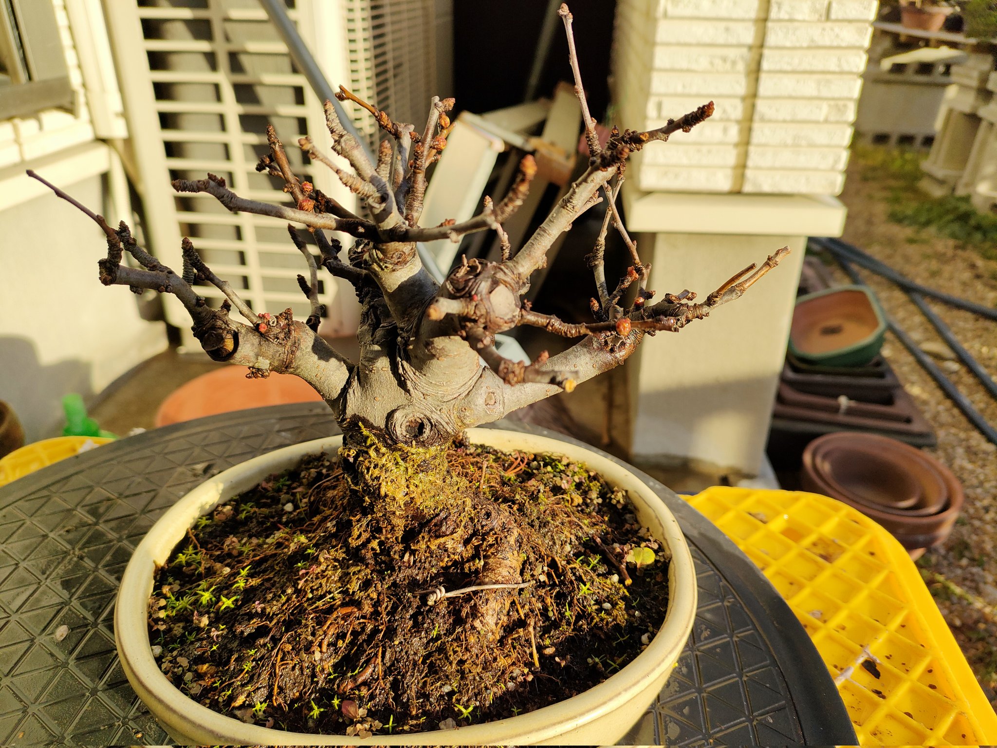 ひねもすぶらたん 野梅って背が高く悪く言えば間延びした感じのが多いと感じますが Tukikage Bonsai さんどうなんでしょう これからも良い野梅があれば買いたいなと思います 普通の梅を買いました 大盃と茶青梅です 一鉢1500円の楽しみ 綺麗な