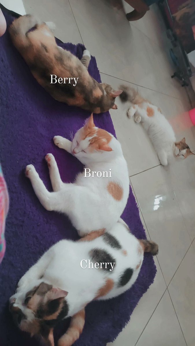 ibukoceng's tweet photo. makan-main-tidur-poop 🙂🥰 https://t.co/LCMM89mhWz