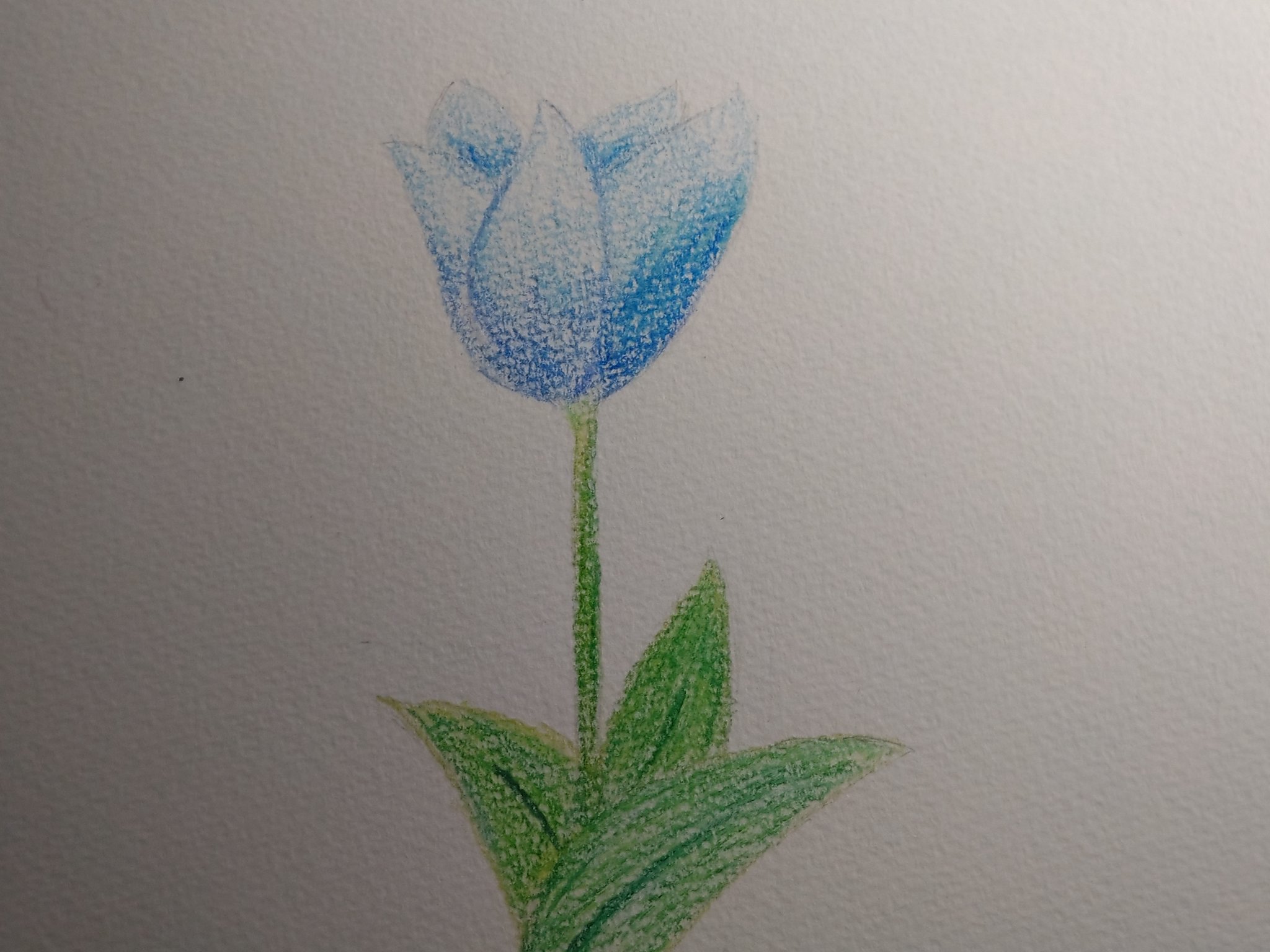 白兎 今回はチューリップです クーピーと色鉛筆併用してみました 花イラスト クーピーイラスト 花好きな人と繋がりたい T Co 1smuyp4q6w Twitter 白兎 今回はチューリップです クーピーと色鉛筆併用してみました 花イラスト クーピーイラスト 花好きな人と繋がりたい T Co 1smuyp4q6w Twitter