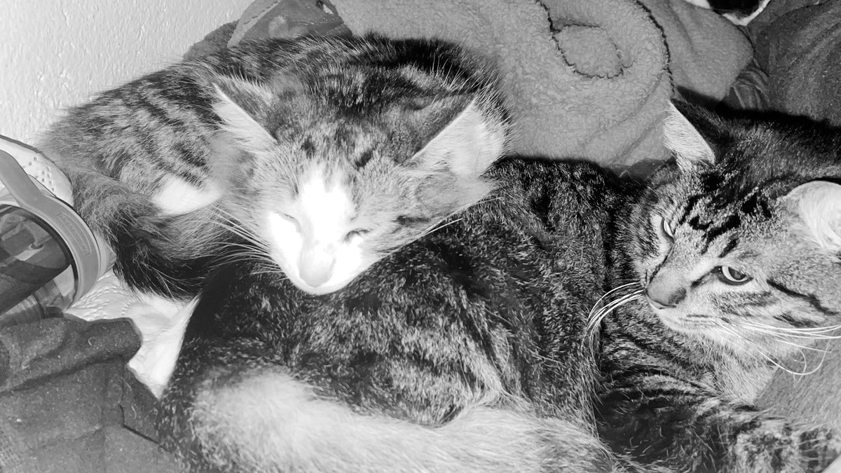 kiaradelamancha's tweet image. Nocheeeeeesssss #jatos