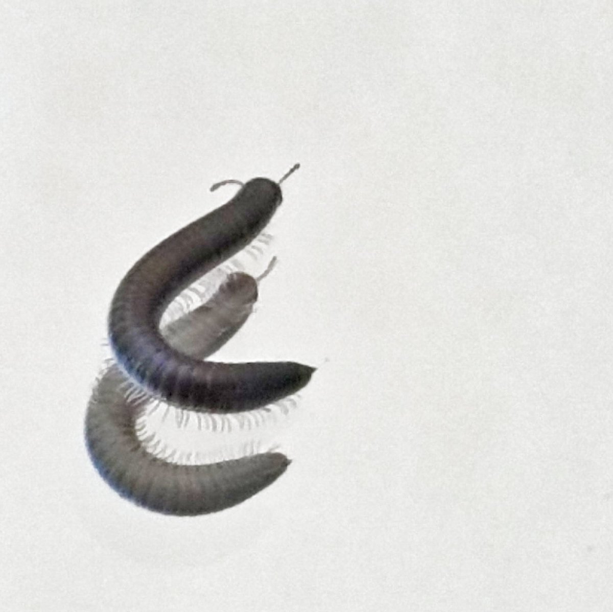 #centipede on a #Mirror 
#insect #mobilephotography