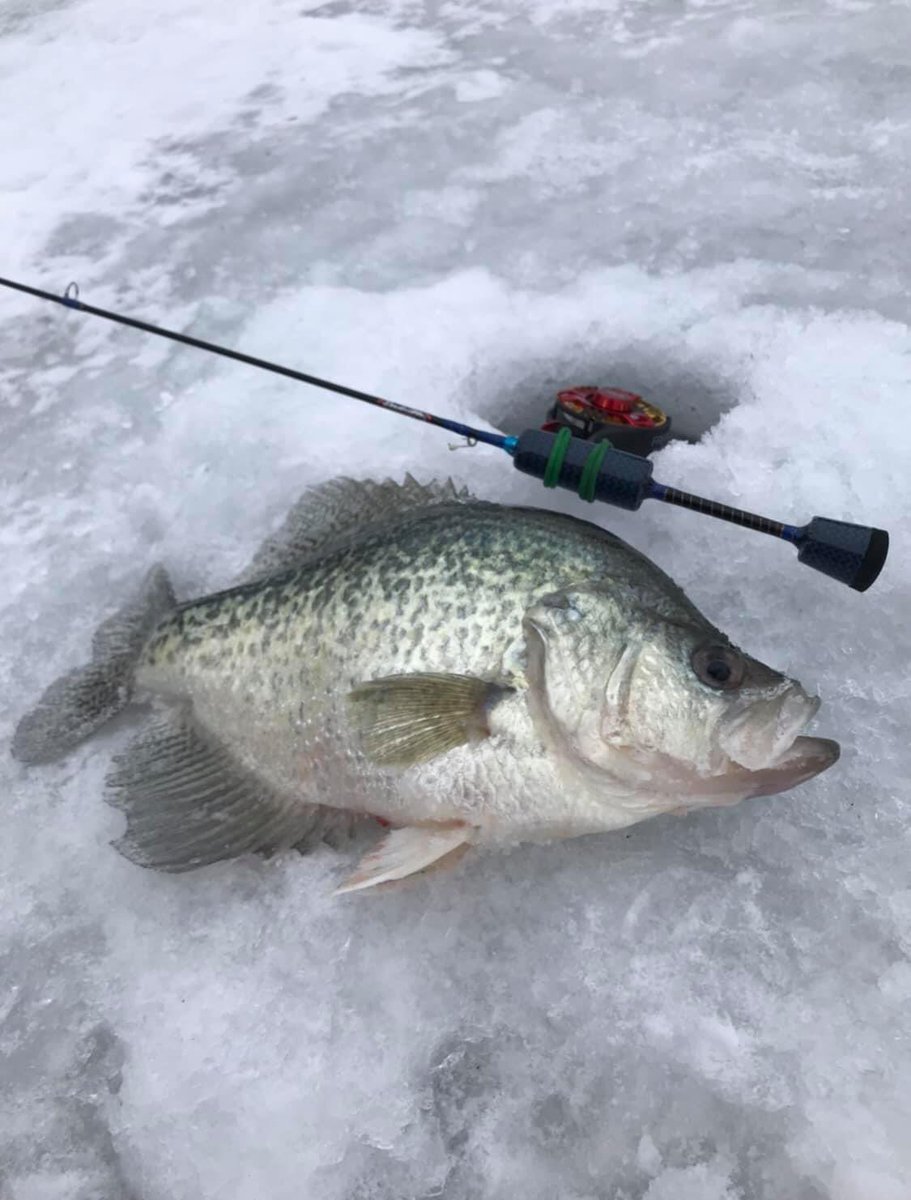 DaleRadcliffe4's tweet photo. Using the RAD Quad Rod! Backwater Crappies on the Mississippi River | Catching Crappies Right Un... https://t.co/HKM4XLxVje via @YouTube https://t.co/nLtfXf11sp