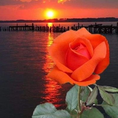 صباح الخير صباح الورد 🌹