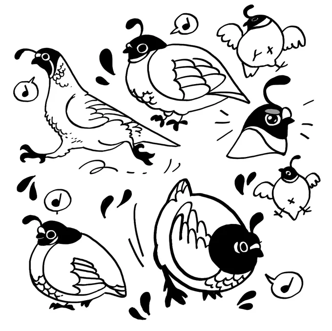 Quail!! Quail. Quail! Quailquailquail! 