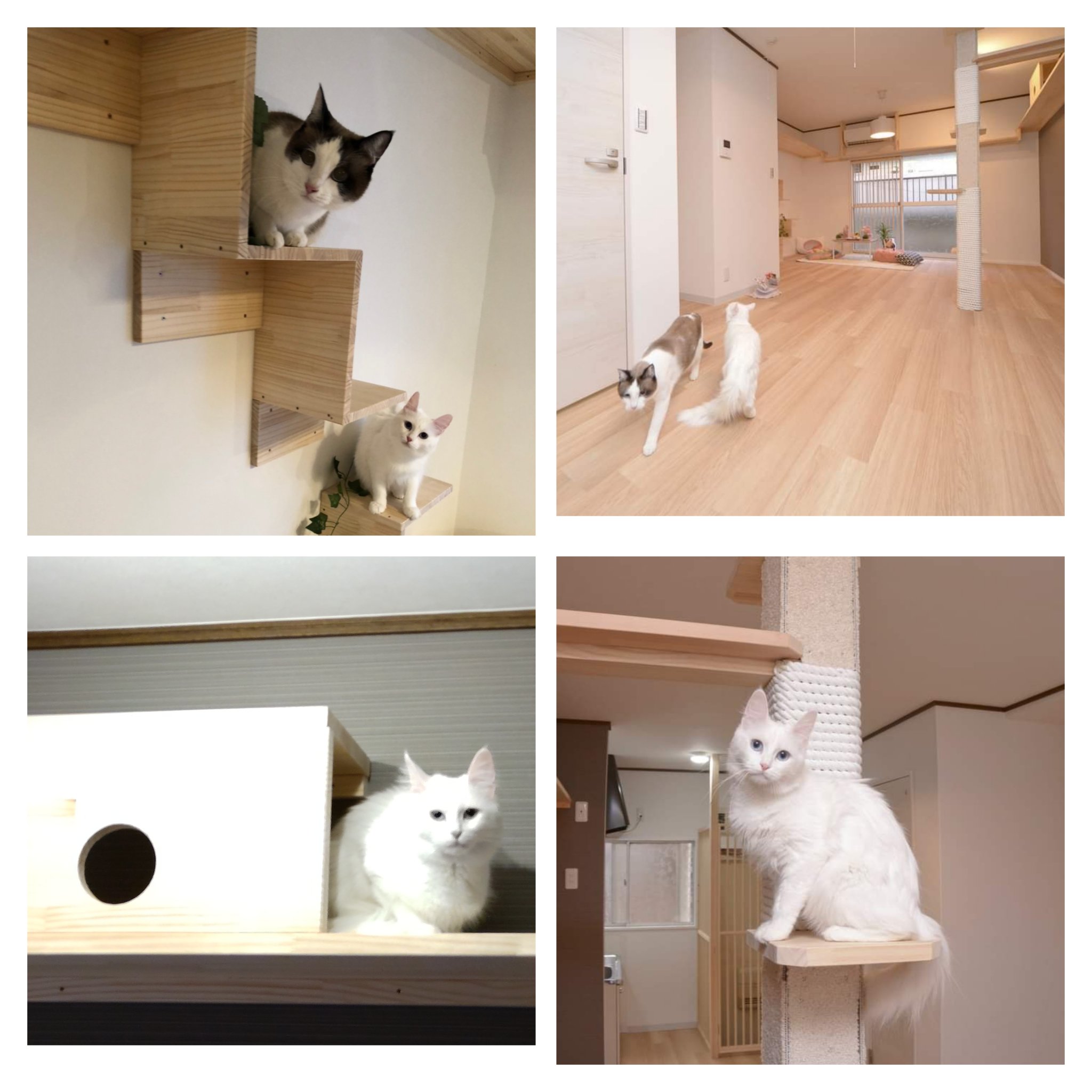 Tweets With Replies By 猫専門アパートメント Catcasakiyose Twitter