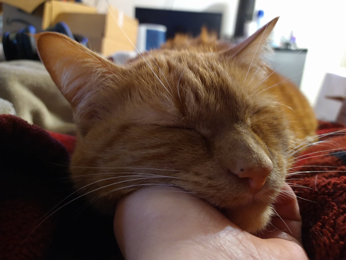InInterAcies's tweet photo. Cornelius is what we affectionately call a lush. #CatsOfTwitter #Caturday https://t.co/0D1TqCQgzD