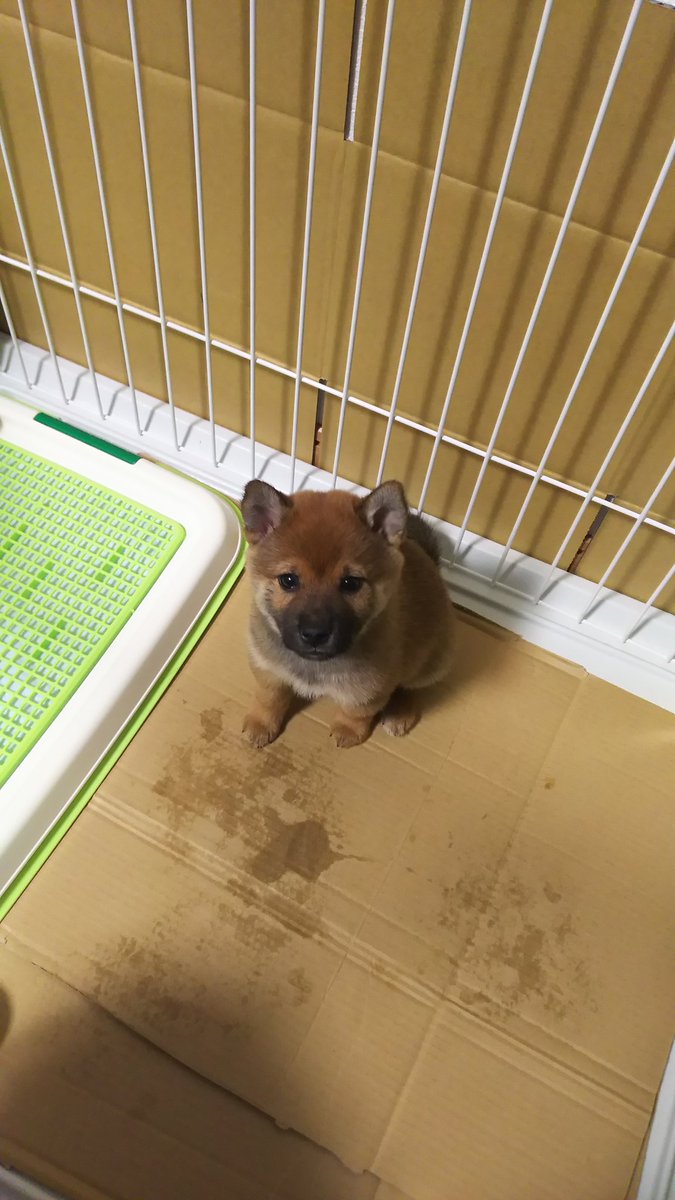 Google36303834's tweet photo. 6年前はこんな感じでした！
#みんなのパピー時代見せて 
#柴犬
#ドロボー顔 https://t.co/lI3wEQQpDy