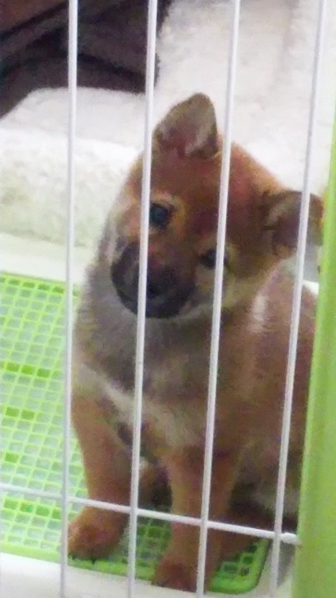 Google36303834's tweet photo. 6年前はこんな感じでした！
#みんなのパピー時代見せて 
#柴犬
#ドロボー顔 https://t.co/lI3wEQQpDy