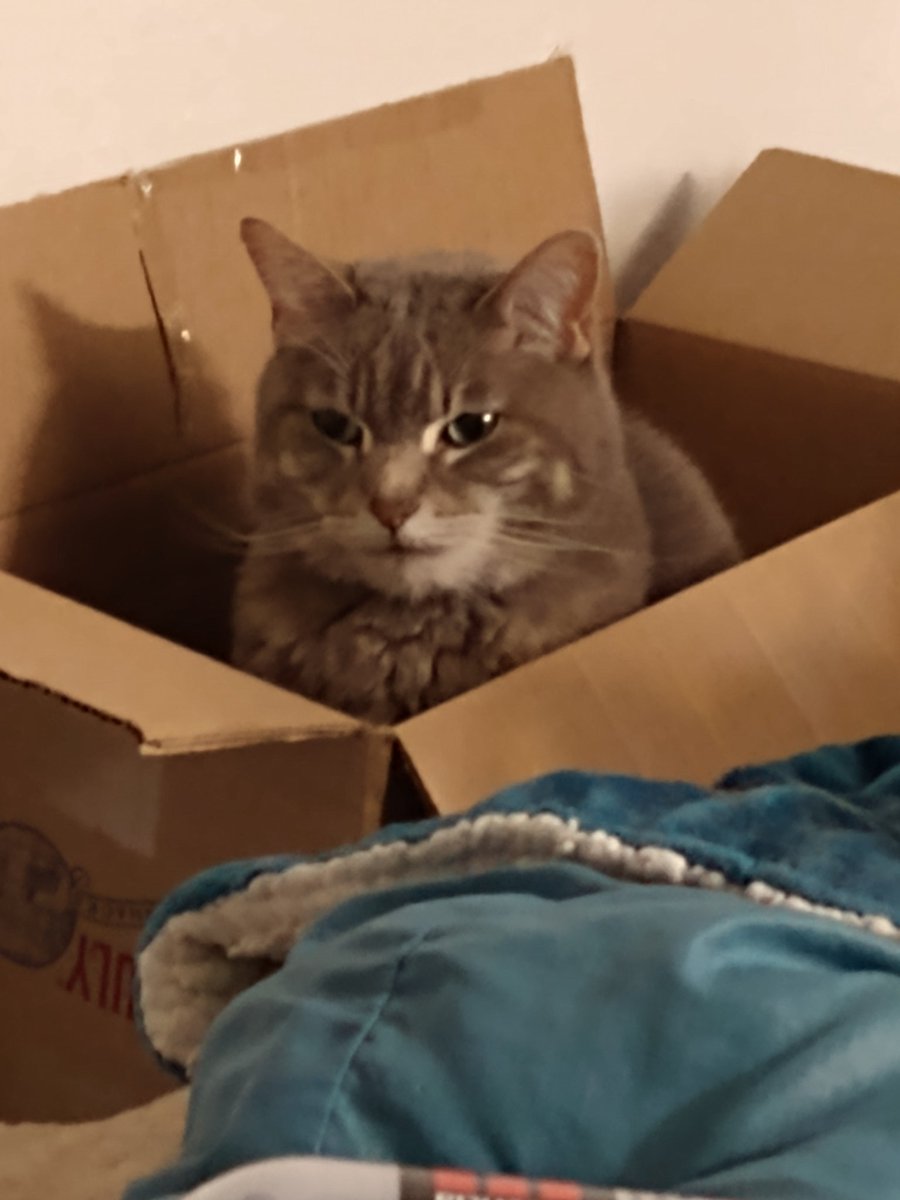InInterAcies's tweet photo. @thekittenwinksy This is Lili...this is a pretty good representation of her personality. https://t.co/Jq7sJCyYF7