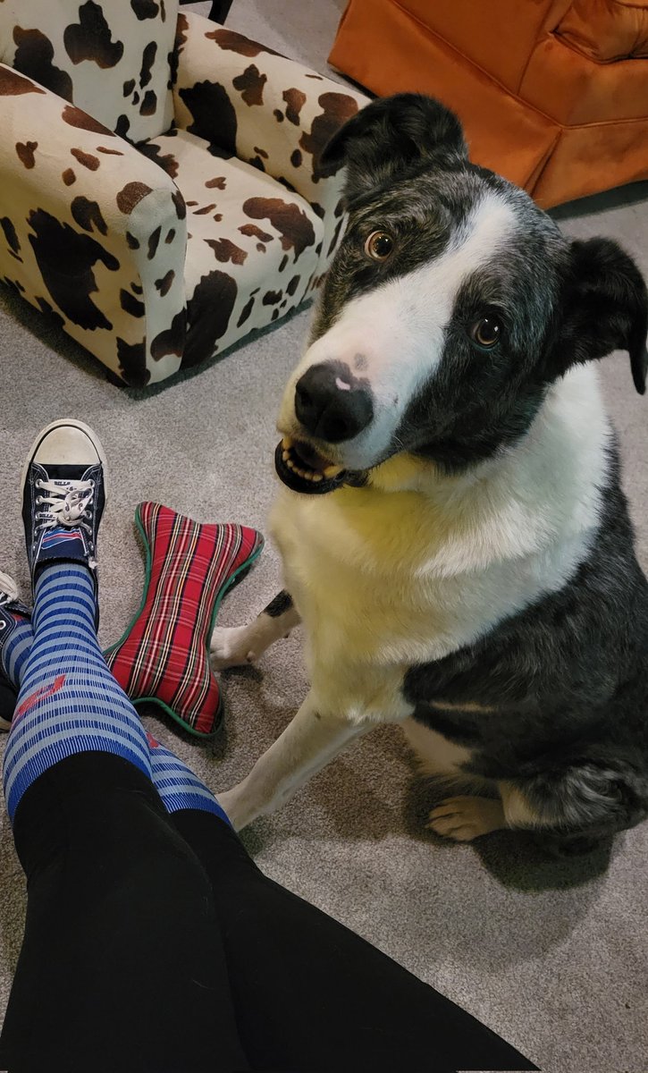 mssmolly's tweet photo. Happy birthday to my love, Cal. The first piece of my family. We love you, buddy. #mybestfriend #aussiecollie #calvincoolidge #GoBills https://t.co/aS2TsSvFht