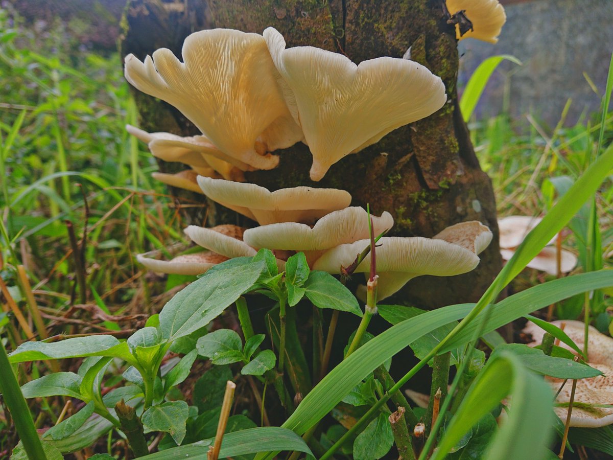 sefold's tweet photo. Mushroom yg boleh di makan https://t.co/83HHCZISPD