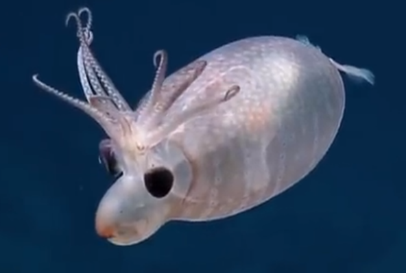 deerpawz's tweet photo. @SplitHares YOOO THIS IS SO COOL!!!! my fav sea creature has got to be this guy. I saw it in a youtube video the other day and fell in love, I have no idea what it is. but it has a funny hat https://t.co/UYBlkJQ9jt