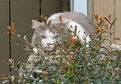 RealJoAnnBush's tweet photo. Today's #Caturday π Post is brought to you by our Neighborhood #Kitty π±, #Figley πΊ, who's trying to #Hide from me, the Crazy #CatLady πππ on the Block! haha πΉ
Pic: #JamminJo / #JoAnnBush 2022 πΈ
#LosAngeles #CA #CatsOfTwitter ππ #CatsOnTwitter πΊπΊ #Cat #Meow #FurBall https://t.co/ZBwhwyVXpV